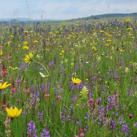 Birdsong Cottage - Peaceful Country Retreat Pauleni-Ciuc Luaran gambar